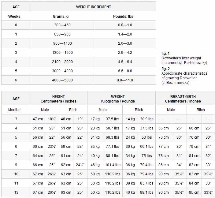 German Rottweiler puppy and dog growth chart illustrated.